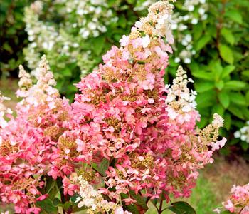 Rispen-Hortensie 'Pinky Winky'