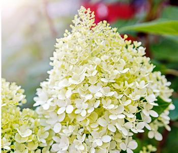 Rispen-Hortensie 'Limelight ' von Dehner, Weiß