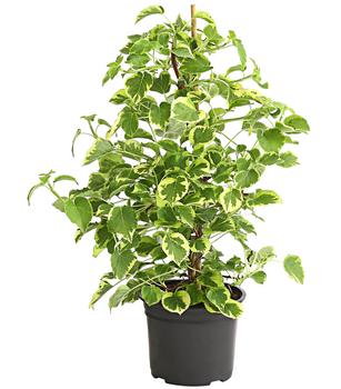 Kletter-Hortensie 'Miranda' - Hydrangea von Dehner, Grün, Hellgrün, Weiß
