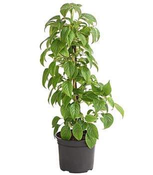 Kletter-Hortensie 'Crug Coral'®