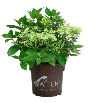 Rispen-Hortensie 'Switch® Ophelia'