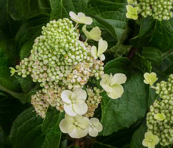 Rispen-Hortensie 'Living Infinity'®