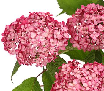 Schneeball-Hortensie 'Ruby Annabelle ' von Dehner, Rosa