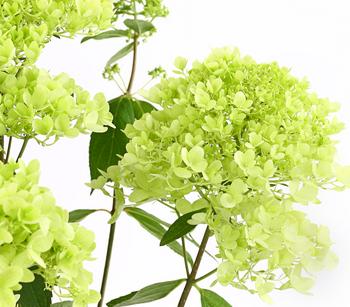 Rispen-Hortensie 'Magical Summer'