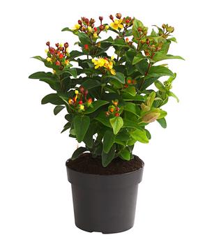 Duftloses Johanniskraut 'Magical Red Star'