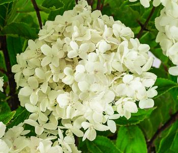 Rispen-Hortensie 'Whitelight'®