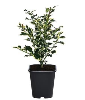 Weißbunte Stechpalme 'Argentea Marginata'