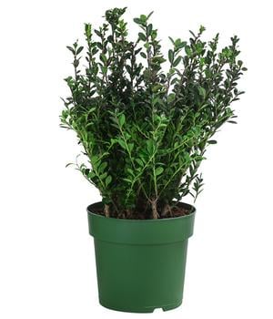 Japanische Stechpalme 'Jenny'