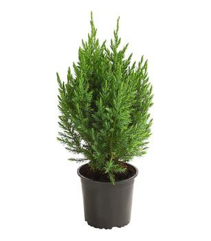 Chinesischer Wacholder 'Stricta'