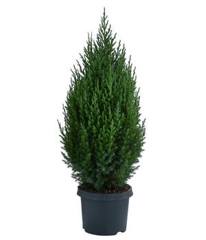 Chinesischer Wacholder 'Stricta' von Dehner