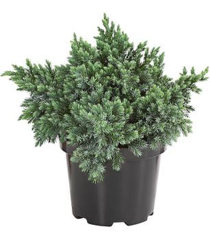 Schuppen-Wacholder 'Blue Star' von Dehner