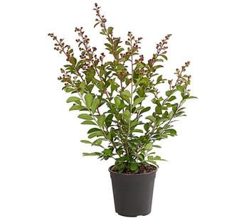 Lagerstroemia - Kräuselmyrte