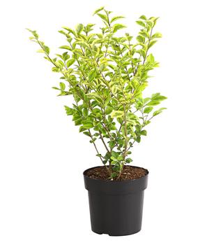 Gold-Liguster 'Aureum'