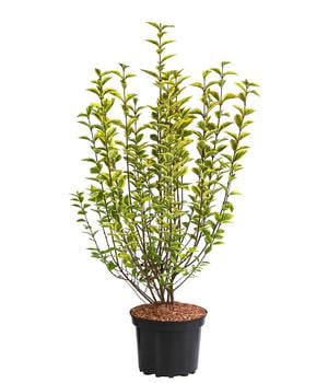 Gold-Liguster 'Aureum' von Dehner, Lemon
