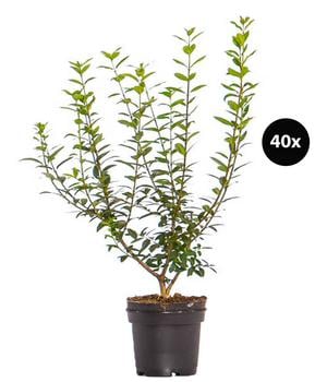 13 Meter Ovalblättriger Liguster, 40 x ca. 60-100 cm