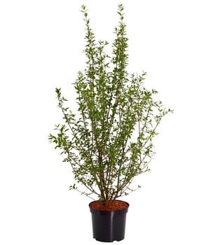 Wintergrüner Liguster 'Atrovirens'