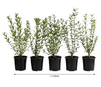 1-1,5 Meter Wintergrüner Liguster 'Atrovirens', 5 x ca. 30-35 cm