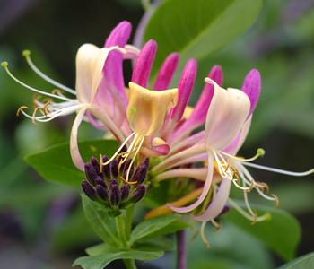 Heckenkirsche - Geißblatt