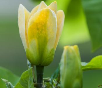 Duft-Magnolie 'Yellow Bird'