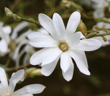 Stern-Magnolie