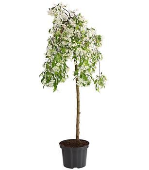 Hänge-Zier-Apfel 'Fontana', Stämmchen