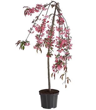 Zierapfel 'Royal Beauty', Kaskaden-Stämmchen