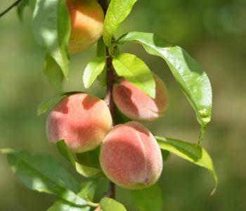 Zierpfirsich 'Melred'