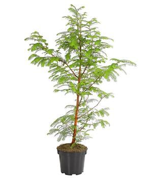 Dehner Urweltmammutbaum - Chinesisches Rotholz