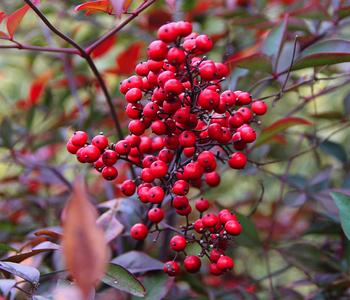 Heiliger Bambus 'Obsessed'