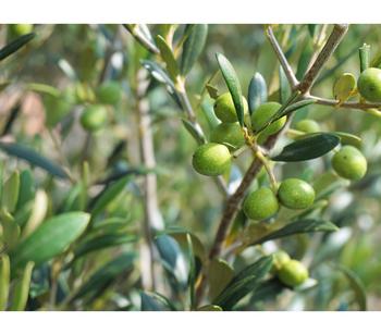 Olive, Stmmchen | Dehner