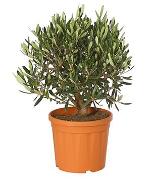 Olive, Busch von Dehner, Grün