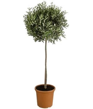 Olive, Stämmchen von Dehner, Grün / Hellgrau