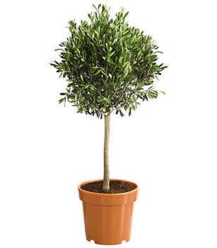 Olive, Ministamm von Dehner, Grün