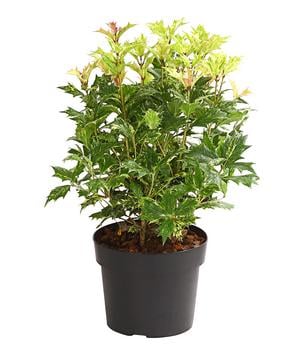 Stachelblättrige Duftblüte 'Tricolor'