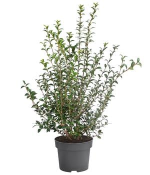 Frühlings-Duftblüte