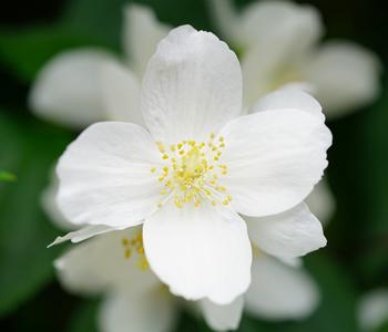 Gartenjasmin 'Lemoinei'