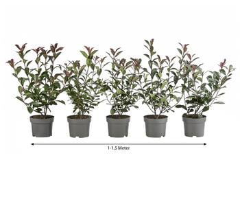 1-1,5 Meter Purpur-Glanzmispel 'Carre Rouge', 5 x ca. 20-35 cm von Dehner, Dunkelrot / Grün