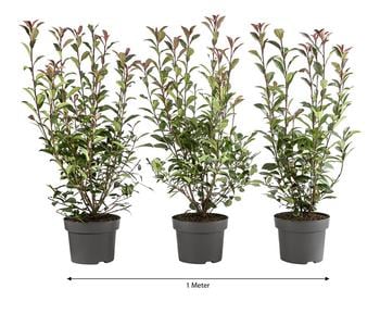 1 Meter Purpur-Glanzmispel 'Carre Rouge', 3 x ca. 40-60 cm