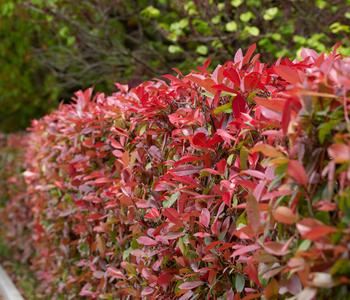 glanzmispel hecke red robin Glanzmispel  Photinia Red Robin (Hecke)