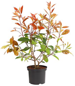 Purpur-Glanzmispel 'Red Robin'