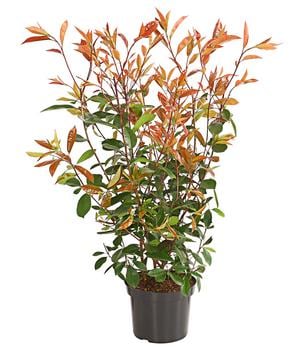 Purpur-Glanzmispel 'Red Robin'