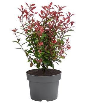 Glanzmispel 'Compacta'