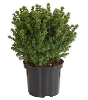 Kugel-Fichte, Zwerg-Zuckerhut-Fichte 'Alberta Globe'