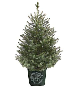 Serbische Fichte, ca. 70-80 cm