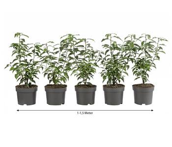1-1,5 Meter Portugiesischer Kirschlorbeer 'Angustifolia', 5 x ca. 30-35 cm