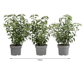 1 Meter Portugiesischer Kirschlorbeer 'Angustifolia', 3 x ca. 40-60 cm