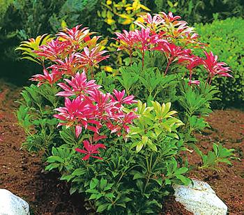 Dehner Schattenglöckchen, Japanische Lavendelheide 'Forest Flame'