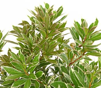 Dehner Schattenglöckchen, Japanische Lavendelheide 'Little Heath'