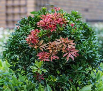 Dehner Schattenglöckchen, Japanische Lavendelheide 'Mountain Fire'