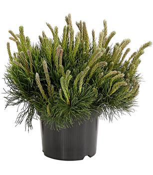 Dehner Zwerg-Kiefer, Kriech-Kiefer 'Pumilio'